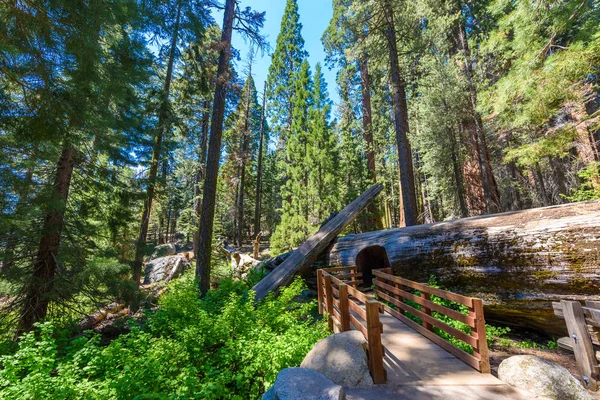 巨大なセコイアの森 米国カリフォルニア州セコイア国立公園で地球上最大の木 — ストック写真