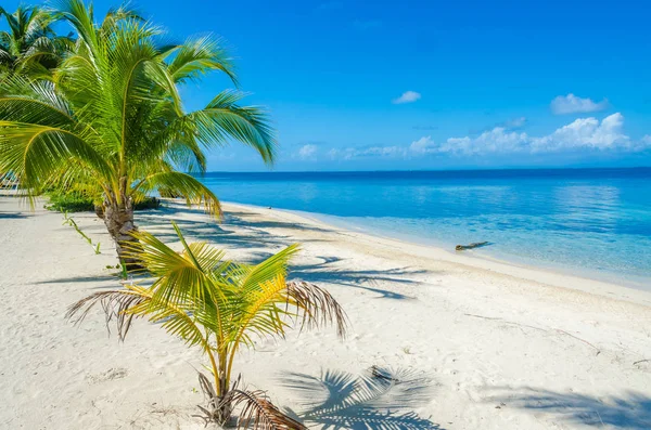 Jižní Vodní Caye Malý Tropický Ostrov Bariérovém Útesu Paradise Beach — Stock fotografie