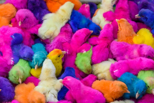 Grupo Divertidos Coloridos Pollos Pascua — Foto de Stock