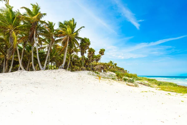 Paradise Beach Palm Trees Caribbean Sea Tulum Mexico — Stock Photo, Image