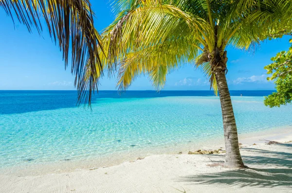 Güney Caye Barrier Reef Ile Cennet Plaj Karayip Denizi Belize — Stok fotoğraf