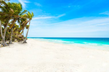 Cennet plaj Karayip Denizi Tulum, Meksika için palmiye ağaçları ile-.
