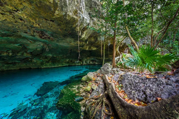 Hipotermik Dos Ojos Quintana Roo, Meksika için. Bu hipotermik Tulum, Meksika Yucatan Yarımadası'nda yakınında bulunuyor.