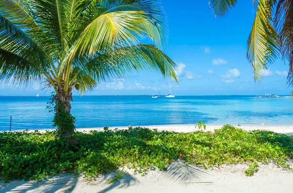 Південний Води Caye Маленький Тропічний Острів Бар Єрний Риф Paradise — стокове фото