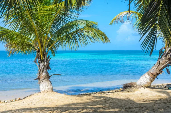 Тютюн Caye Маленький Тропічний Острів Бар Єрний Риф Paradise Beach — стокове фото