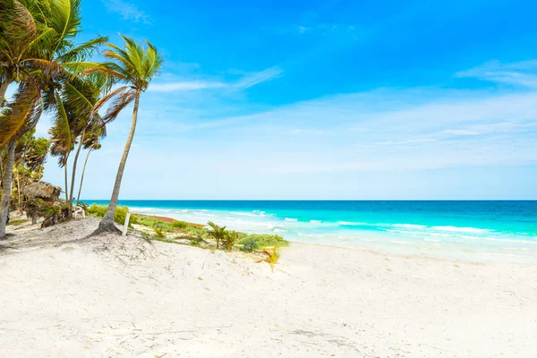 Paradise Beach Palm Trees Caribbean Sea Tulum Mexico — Stock Photo, Image