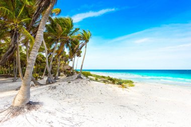 Cennet plaj Karayip Denizi Tulum, Meksika için palmiye ağaçları ile-.
