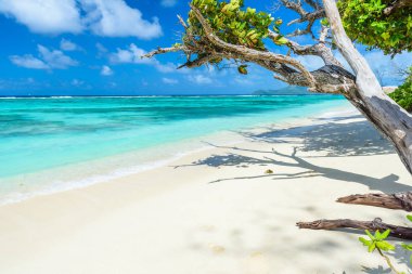Kaynak dargent Beach adlı ada La Digue, Seyşel Adaları.