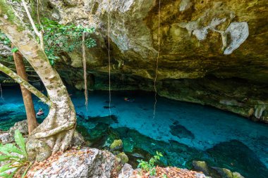 Hipotermik Dos Ojos Quintana Roo, Meksika için. Bu hipotermik Tulum, Meksika Yucatan Yarımadası'nda yakınında bulunuyor.