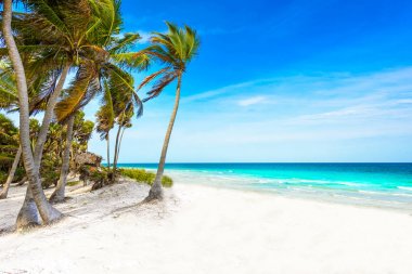 Cennet plaj Karayip Denizi Tulum, Meksika için palmiye ağaçları ile-.