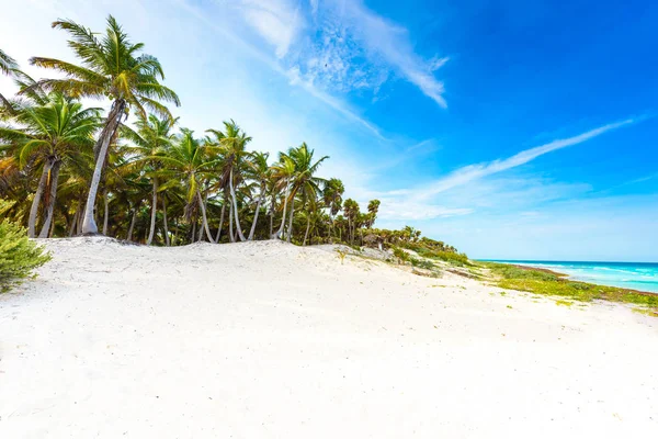 Paradise Beach Palm Trees Mar Caribe Tulum México —  Fotos de Stock