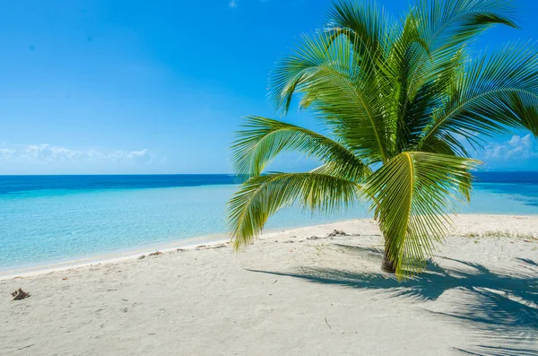 Jižní Vodní Caye Malý Tropický Ostrov Bariérovém Útesu Paradise Beach — Stock fotografie