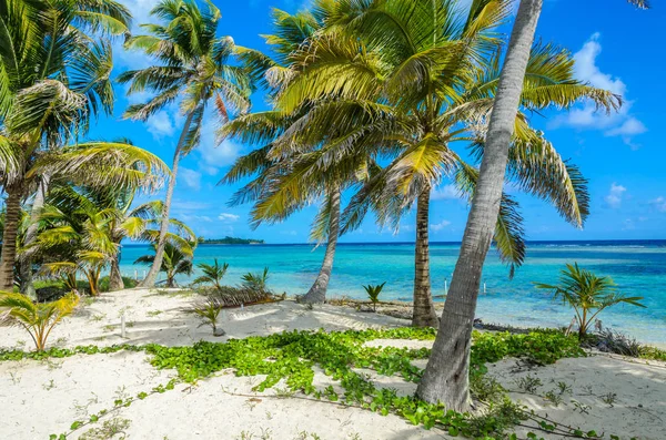 Rajská Pláž Ostrově Carrie Bow Cay Pole Station Karibské Moře — Stock fotografie