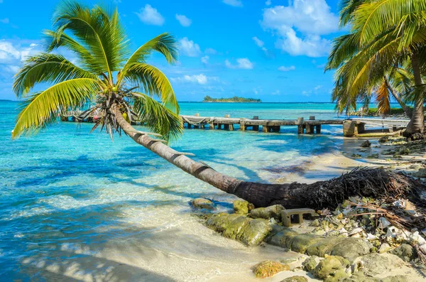Paradise Beach Het Eiland Carrie Bow Cay Field Station Caribische — Stockfoto