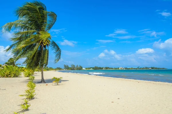 Paradise Beach Placencia Tropical Coast Belize Caribbean Sea Central America — Stock Photo, Image