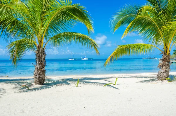 Zuid Water Caye Tropische Eilandje Barrier Reef Met Paradijs Strand — Stockfoto