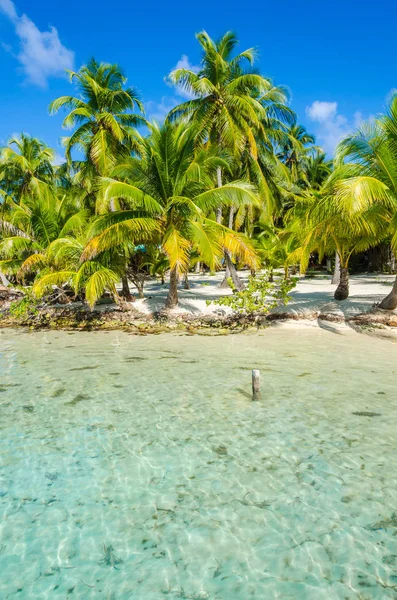 Zuid Water Caye Tropische Eilandje Barrier Reef Met Paradijs Strand — Stockfoto