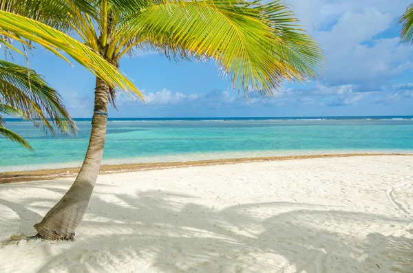 Південний Води Caye Маленький Тропічний Острів Бар Єрний Риф Paradise — стокове фото