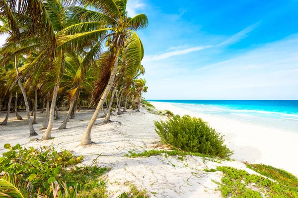 Paradise Beach Palm Trees Mar Caribe Tulum México —  Fotos de Stock