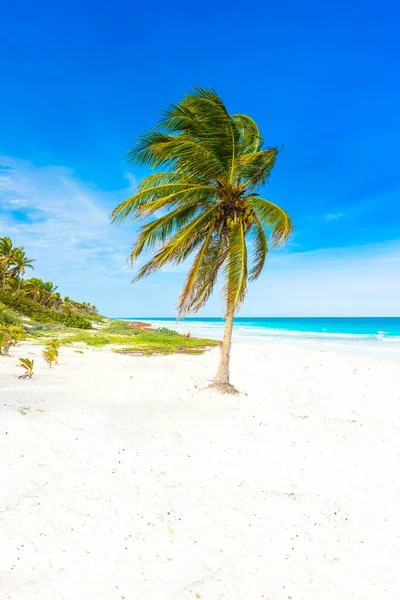 Paradise Beach Palm Trees Caribbean Sea Tulum Mexico — Stock Photo, Image