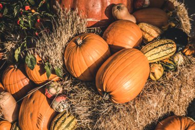 Kabaklar ve squashes taze hasat