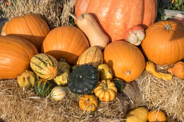 Fresh Harvest Pumpkins Squashes — Stock Photo, Image