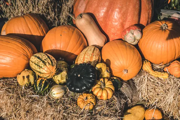 Fresh Harvest Pumpkins Squashes — Stock Photo, Image