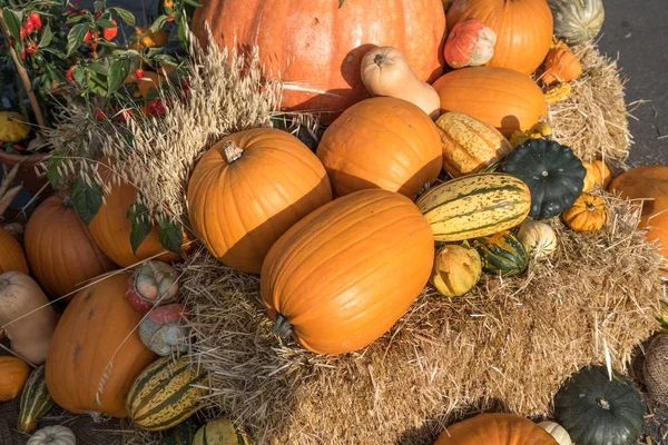 Fresh Harvest Pumpkins Squashes — Stock Photo, Image