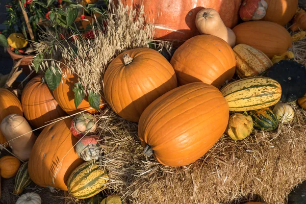 Fresh Harvest Pumpkins Squashes — Stock Photo, Image