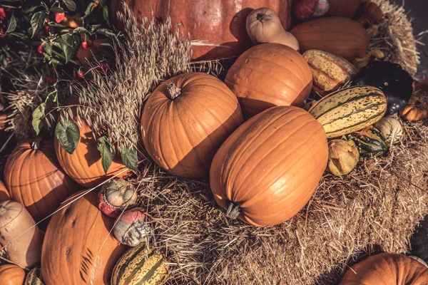 Fresh Harvest Pumpkins Squashes — Stock Photo, Image