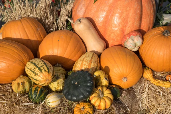 Fresh Harvest Pumpkins Squashes — Stock Photo, Image