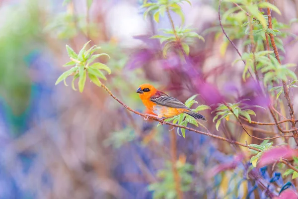 Madagáscar Vermelho Fody Aves Tropicais Endémicas África Oriental Fauna Das — Fotografia de Stock