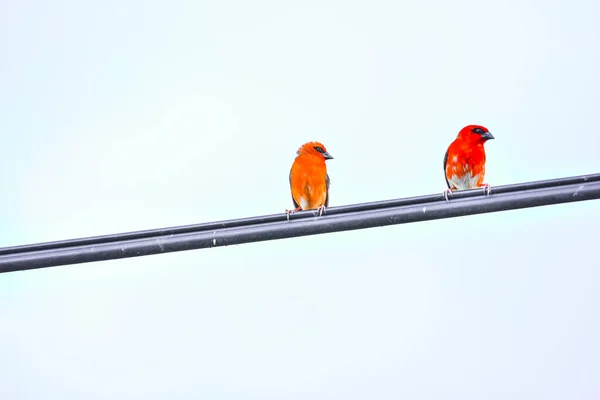 Madagaskar Röd Fody Endemiska Tropiska Fåglar Östliga Afrika Faunan Seychellerna — Stockfoto