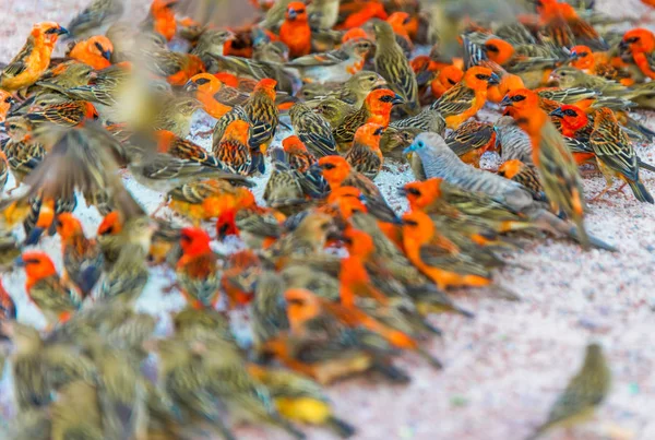 Madagáscar Vermelho Fody Aves Tropicais Endémicas África Oriental Fauna Das — Fotografia de Stock