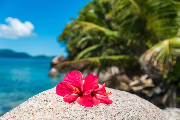 Beautiful Coast Praslin Seychelles — Stock Photo, Image