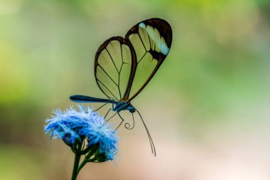 Doğa çiçek kelebek
