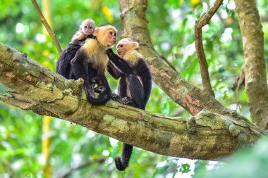 Capuchin maymunlar - ağacının dalını vahşi hayvanlarda