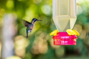 Beautiful Hummingbird with amazing colors clipart