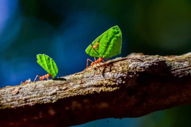 Karıncalar yapraklar taşıyor