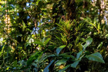 Tropikal orman Monteverde, Kosta Rika