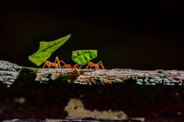 Karıncalar yapraklar taşıyor