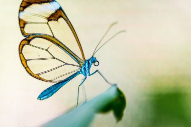 Doğa çiçek kelebek