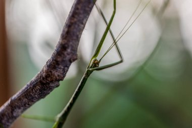 Mantis hayvan doğa görünümü kapatın