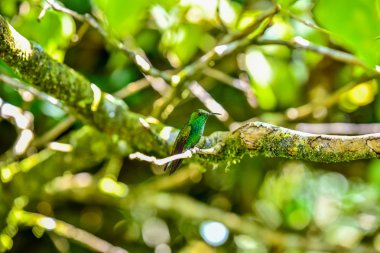 Muhteşem renkleri ile güzel sinek kuşu