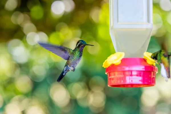 Kaunis Kolibri Hämmästyttäviä Värejä — kuvapankkivalokuva