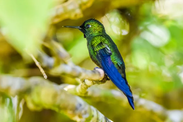 Koliberek Niesamowitych Kolorów — Zdjęcie stockowe