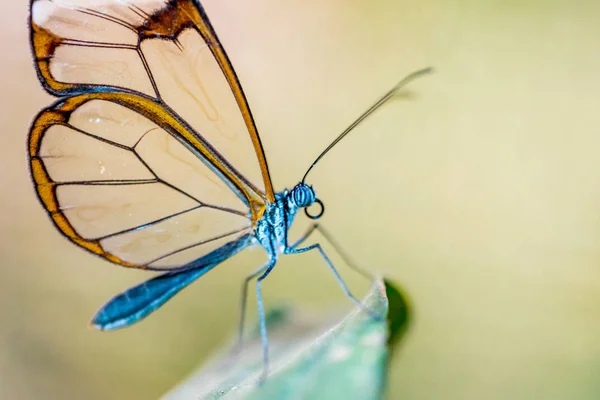 Borboleta Natureza Flor — Fotografia de Stock