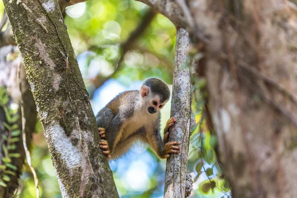 Squirrel Monkey on branch of tree - animals in wilderness