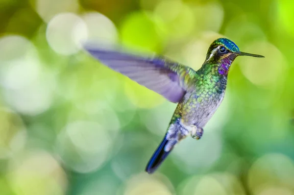 Bela Beija Flor Com Cores Incríveis — Fotografia de Stock