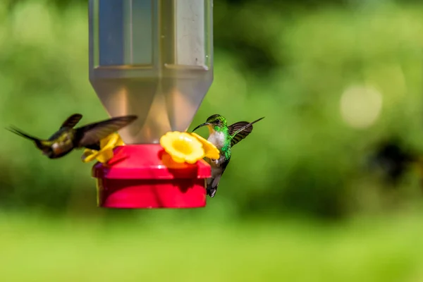 Schöne Kolibris Mit Erstaunlichen Farben — Stockfoto